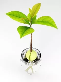 Growing avocado tree from seed in water 3D model