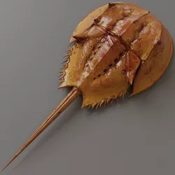 Horseshoe Crab Red Low-poly 3D model
