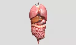 Human Organs 2 3D model