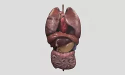 Human organs 3D model