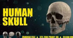 Human Skull - Render and Print Low-poly 3D model
