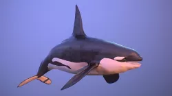 killer whale orca Low-poly 3D model