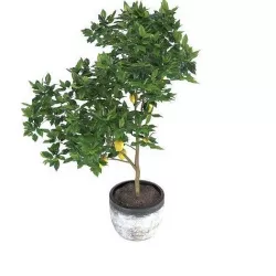 Lemon Tree  3D model