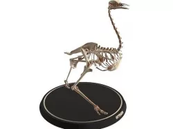 Ostrich Skeleton Cute Low-poly 3D model
