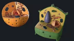 Plant and Animal Cells Low-poly 3D model