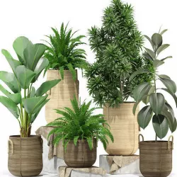 Plants collection 332 3D model