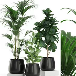 Plants collection 464 3D model