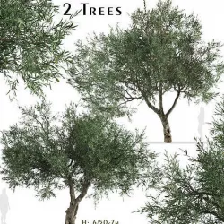 Set of Olive or Olea europaea Tree - 2 Trees 3D Models 3D model