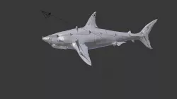 shark 3D model