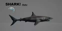Shark Mako 3D model
