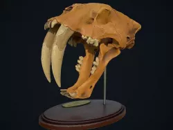 Smilodon skull on stand Low-poly 3D model