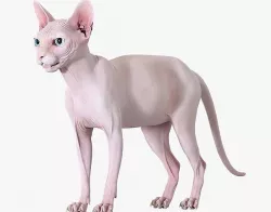 Sphynx Cat Pink 3D model