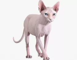 Sphynx Cat Pink Animated 3D model