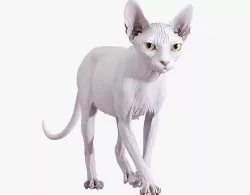 Sphynx Cat White Animated 3D model