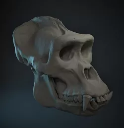 Western Lowland Gorilla Skull for 3D Print 3D model