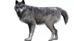 Wolf 3dmodel Animated Rigged 3D model