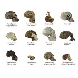 12 REAL-SCALE REPLICATIONS OF HUMAN SKULLS OF THE EVOLUVION   Low-poly 3D model