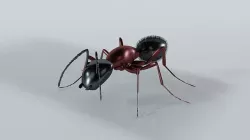 Ant model 3D model