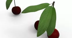 cherry 3D model