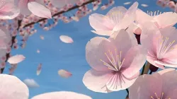 Cherry Blossom Scene 3D model