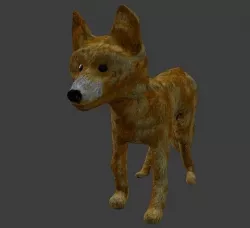 Coyote Puppy 3D model