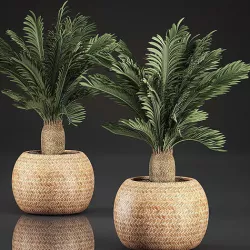 Cycas palm for the interior in basket 632 3D model