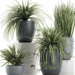 Decorative Cycas palm in a black flowerpot 625 3D model
