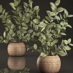 Decorative Ficus tree for the interior in basket 632 3D model