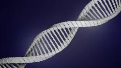 DNA Structure Model 3D model