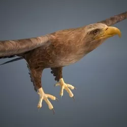 Eagle 3D model