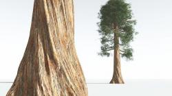 EVERYPlant Giant Redwood 05 --12 Models-- 3D model