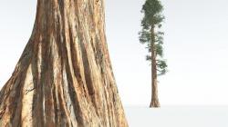 EVERYPlant Giant Redwood 11 --12 Models-- 3D model