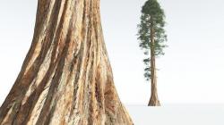 EVERYPlant Giant Redwood 12 --12 Models-- 3D model