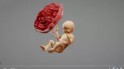 Fetus Animated Low-poly 3D model