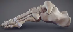 Foot Bones Low-poly 3D model