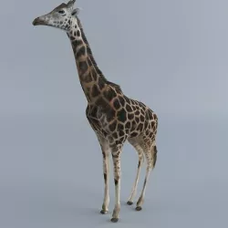  Giraffe 3D model