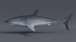 Great white shark - Carcharodon carcharias 3D model