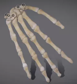 Hands Low-poly 3D model