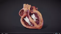 Heart Cross Section Animation Low-poly 3D model