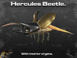 Hercules Beetle 3D model