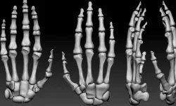 Human hand bones Wrist skeleton 3D model