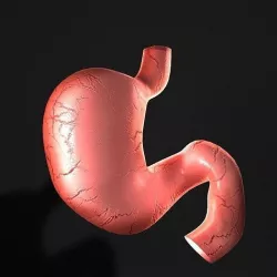 Human Stomach 3D model