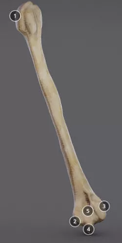 Humerus Low-poly 3D model