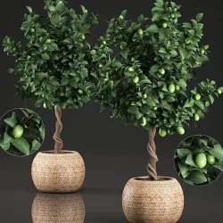 Lemon Tree for the interior in basket 637 3D model