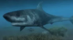 Low poly Shark 3D 3D model