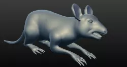 rat 3d model 3D model