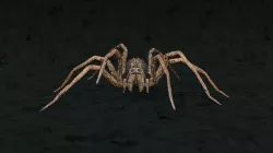 Realistic wolf spider  rigged in 3d Blender model Low-poly 3D model