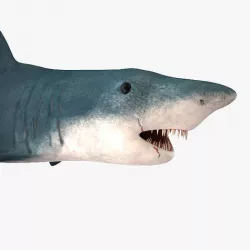 Shark 3D model