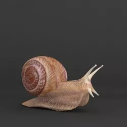  Snail 3D model