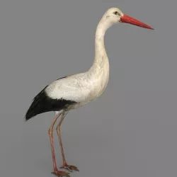  Stork 3D model 3D model